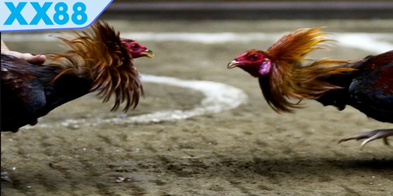 Đá gà trực tiếp